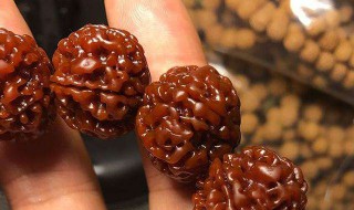 金刚菩提反碱用什么刷子 使用哪种刷子刷反碱的金刚菩提