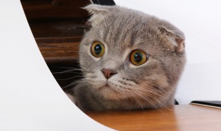 猫咪为什么喜欢抓鸟 什么原因猫咪喜欢抓鸟