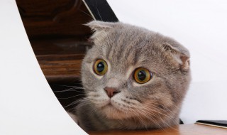 猫咪喜欢吃猫粮还是肉 猫咪喜欢吃猫粮吗