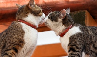 小橘猫怎么养，小橘猫怎么养活