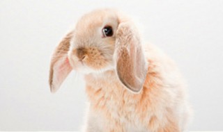 夏温拿兔品种 什么是夏温拿兔