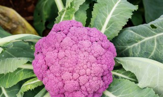 紫菜花的种植 关于紫菜花的生长习性介绍
