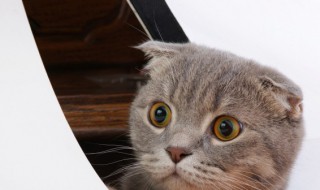 猫吸了猫薄荷会怎么样（猫咪吸了猫薄荷会怎么样）