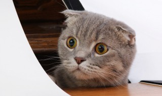 猫吃薄荷叶会怎么样，猫吃薄荷叶有什么好处