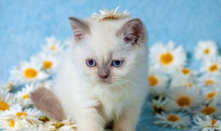 如何养好布偶猫（布偶猫怎么养越来越好看）