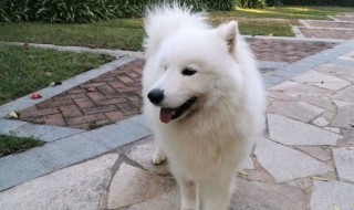 如何养好一只萨摩耶 如何养好一只萨摩耶幼犬