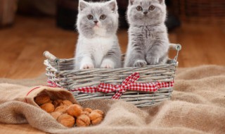 如何养好猫不臭（猫怎么养不臭）