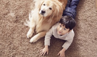 如何养好一只狗（如何养好一只狗汪汪队）