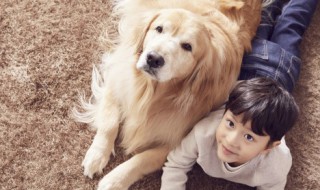 如何养出一只好金毛 养一只金毛是一种怎样的体验