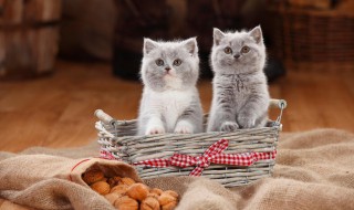 如何养好一只两个月大的猫（如何养好两个月的小猫）