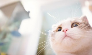 怎么去除猫尿味 猫尿在床单上怎么去除猫尿味