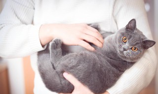 家里不让养猫怎么办 如果家里不让养猫怎么办