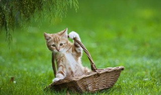 猫从家里走丢了怎么办，猫咪走丢了该怎么办