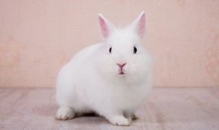 兔子生完宝宝要怎么养 兔子生完宝宝怎么照顾