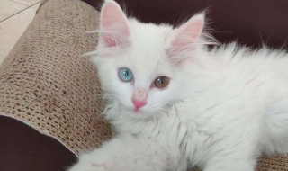 山东狮子猫要怎么养，山东狮子猫怎么驯养