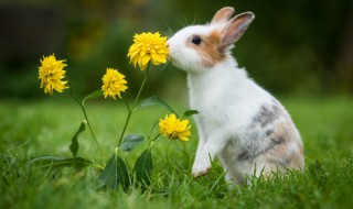 兔子要怎么养才能养得活呢（兔子怎么养才能活的久）