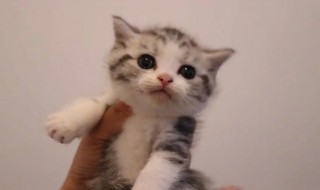 两三个月的小猫要怎么养（如何养猫 3个月大的）