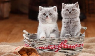 新要的小猫怎么养，新到家的小猫怎么养