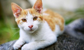 不同月份的猫咪要怎么养（几月份养小猫最好）