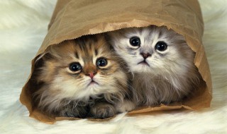 四个月的土猫要怎么养 三个月的土猫怎么养