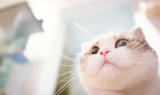 心脏肥大的猫要怎么养（猫咪心脏肥大能活多久）