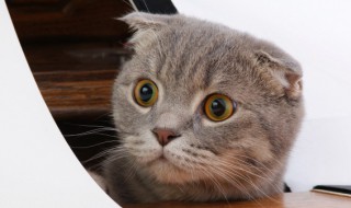 家里来了新猫怎么处理 如果有新猫到家该怎么处理