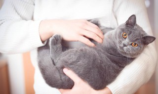 夏天猫粮怎么保存 夏天猫粮如何保存
