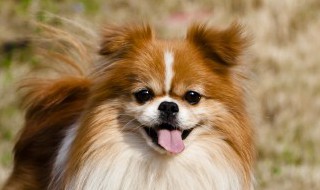家里有狗孕妇怎么避免 家里有狗孕妇怎么避免弓形虫