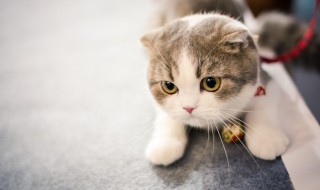 小猫放笼子里养可以吗（宠物猫可以放笼子里养吗）