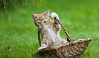 折耳猫养殖注意事项 折耳猫饲养注意事项