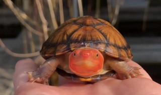 红乌龟的养殖方法和注意事项 乌龟用红色盆养行吗
