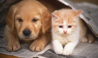 猫和狗一起养要怎么喂，狗和猫能一起养吗怎么吃饭