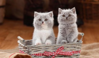 小猫多久开始吃猫粮，猫猫多久开始吃猫粮