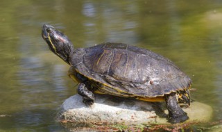 怎么看金线龟性成熟了 金线草龟怎么看年龄