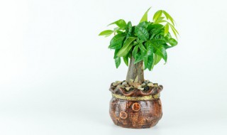 冰箱上面能放花盆吗 冰箱上面可以放花盆儿吗