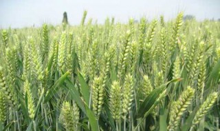 美国小麦和欧洲小麦有什么不同 带你了解不同地域的小麦