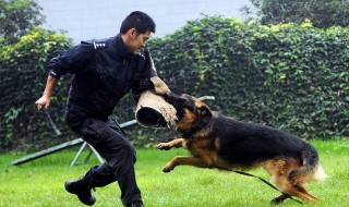 24集电视剧警犬赤龙分集剧情 概述介绍