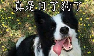 互狗什么意思 有点狗啥意思