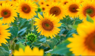 太阳花黄叶的原因 太阳花黄叶的原因有哪些
