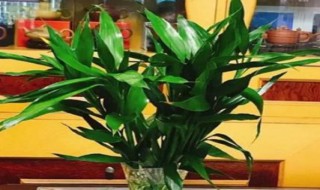 用什么水浇花最有营养 浇花最有营养的水