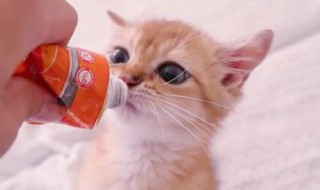 猫营养膏怎么喂 猫营养膏方法