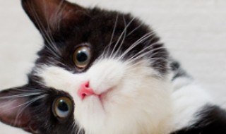 小猫的样子和外形特征 小猫外形介绍