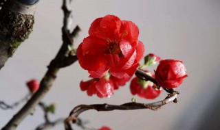 海棠什么时候结果 海棠的简单介绍