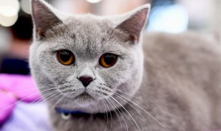 干猫薄荷怎么给猫用 猫薄荷干草怎么用