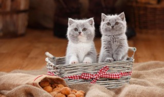 猫薄荷怎么给猫用 猫薄荷干嘛用的怎么用?