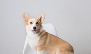 家里狗死了怎么处理（）