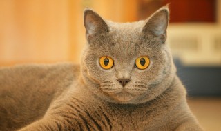 猫砂是什么材料做的（水晶猫砂是什么材料做的）