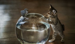 家里适合养什么小动物 家里适合养什么小动物好