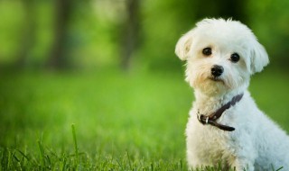 狗不能吃什么食物,宠物狗不能吃什么食物