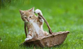 小猫不能吃什么食物 小猫能吃什么不能吃什么